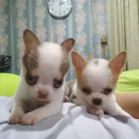 Chihuahua anjing penurut