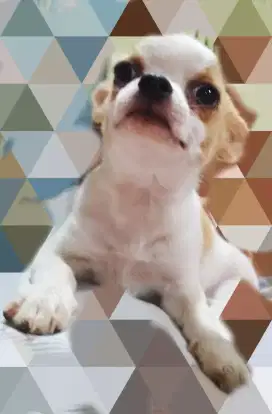 Mini Chihuahua hensem
