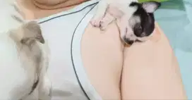 Anjing Chihuahua
