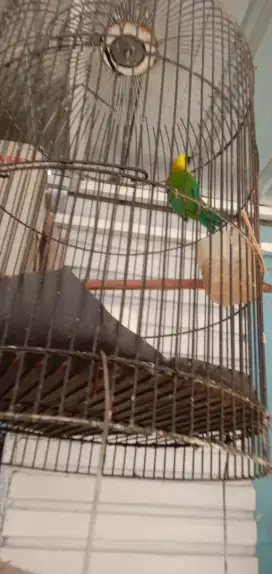 Jual cepat burung  sedang sdh bunyi