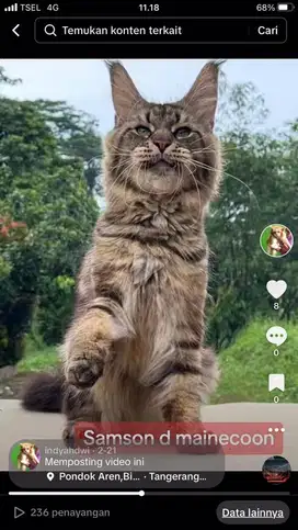 Kucing mainecoon jantan