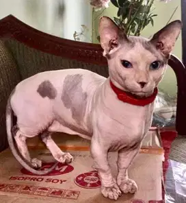 Kucing sphynx bambino jantan