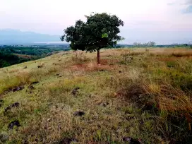 Tanah luas view laut dan padang savana