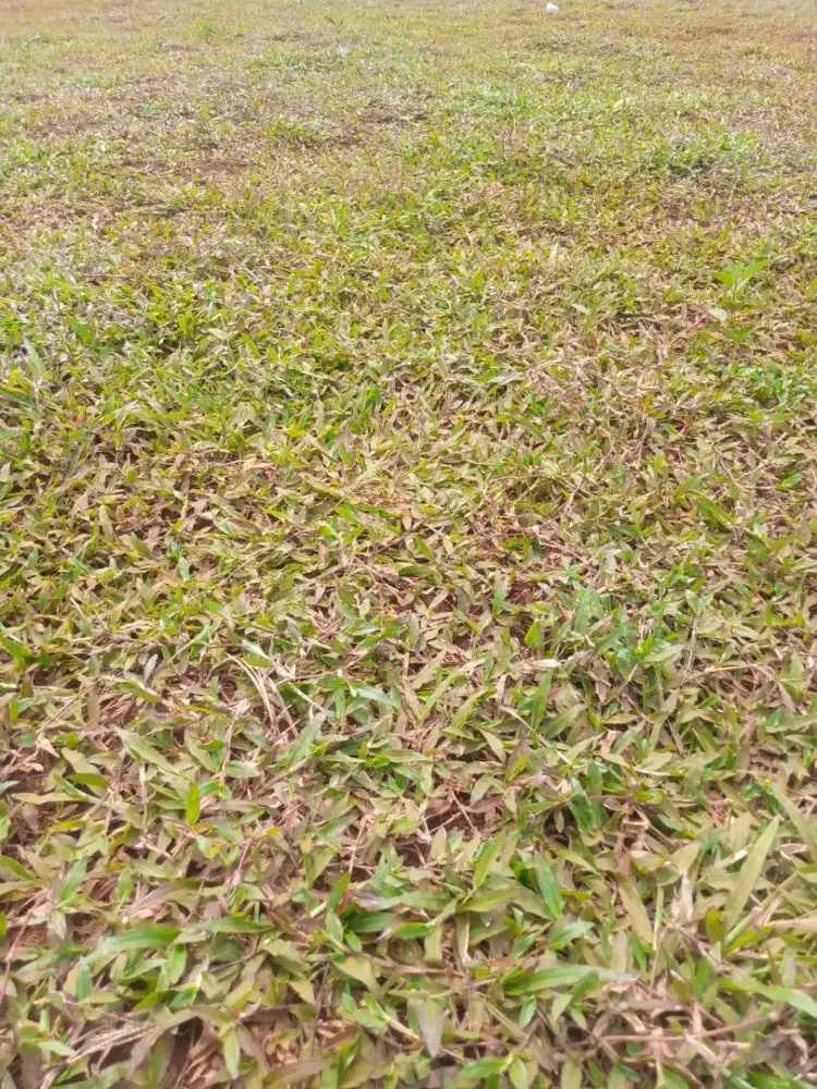 Jual rumput gajah biasa/gajahan