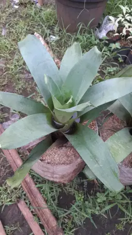 Pohon bromelia giant