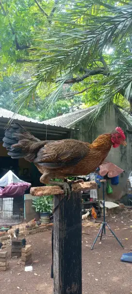 Ayam ketawa betina siap produksi