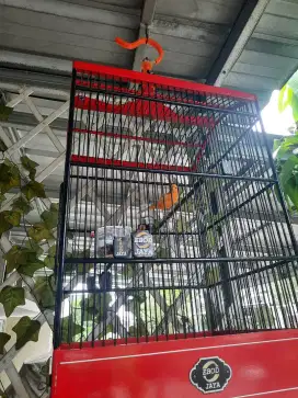 Burung Canary Loper