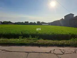 Jual sawah zona kuning lokasi jln raya sukowati sragen lt 1900m/1jt/mt