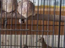 burung perkutut bangkok anggunan