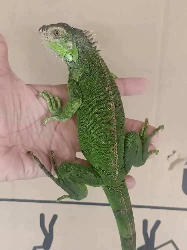 Green iguana Juve 70cm-+ het albino