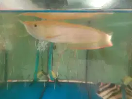 Ikan hias arwana Albino Gen bagus size 30cm