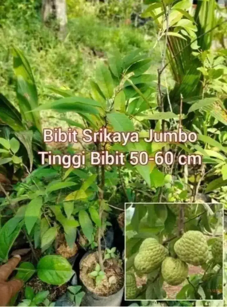 Bibit Srikaya Jumbo Tinggi 60 - 70 cm