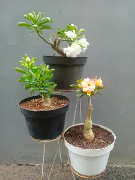 Tanaman adenium 200k 3 pot