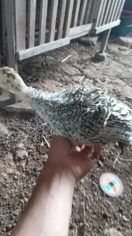 Ayam kalkun usia dua bulan