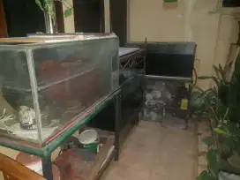 aquarium borongan,dapet bonus ikan cana 3