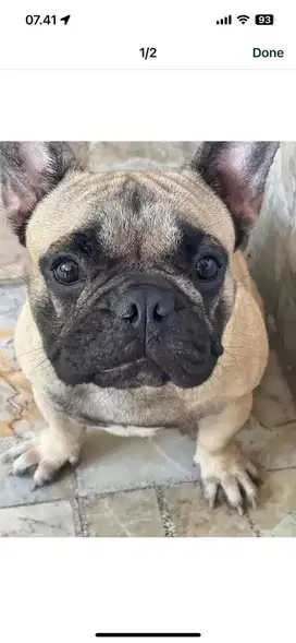 Anjing French Bulldog 2  tahun