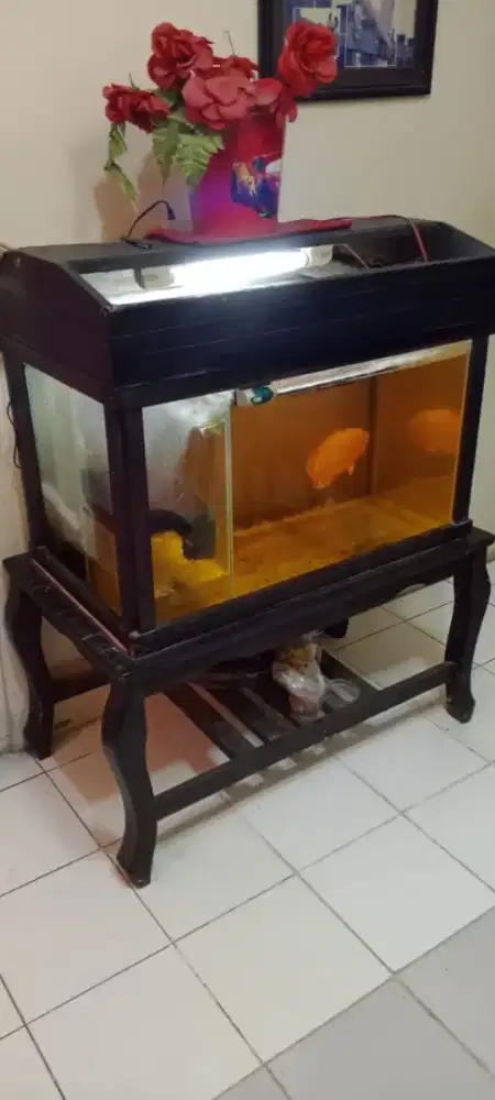 Aquarium reptil dan ikan