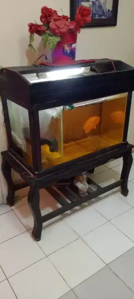 Aquarium reptil dan ikan