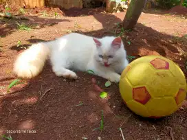 Persia Himalaya white solid sehat gemuk longhair