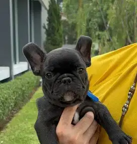 French Bulldog - Pedigree Berkualitas, Teman Setia Temani Hari-Harimu!