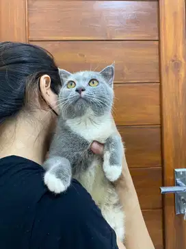 Kucing BSH x Scottish fold line ped