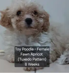 Toy Poodle Female