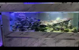 Aquarium seken mulus 200x50x60