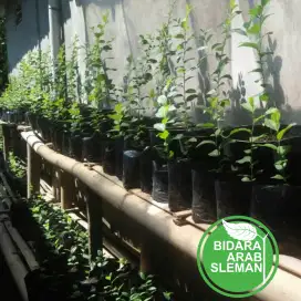 Jual Bibit Bidara Arab di Jogja