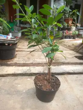 Beringin kimeng 3 batang bhn bonsai