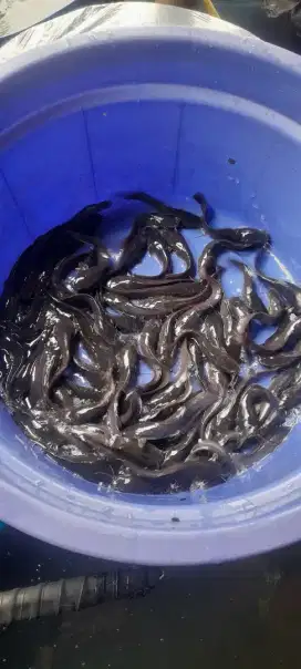 Bibit ikan lele