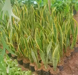 Tanaman Sansiviera