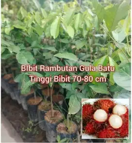 Bibit Rambutan Gula Batu Tinggi 50 - 60 cm