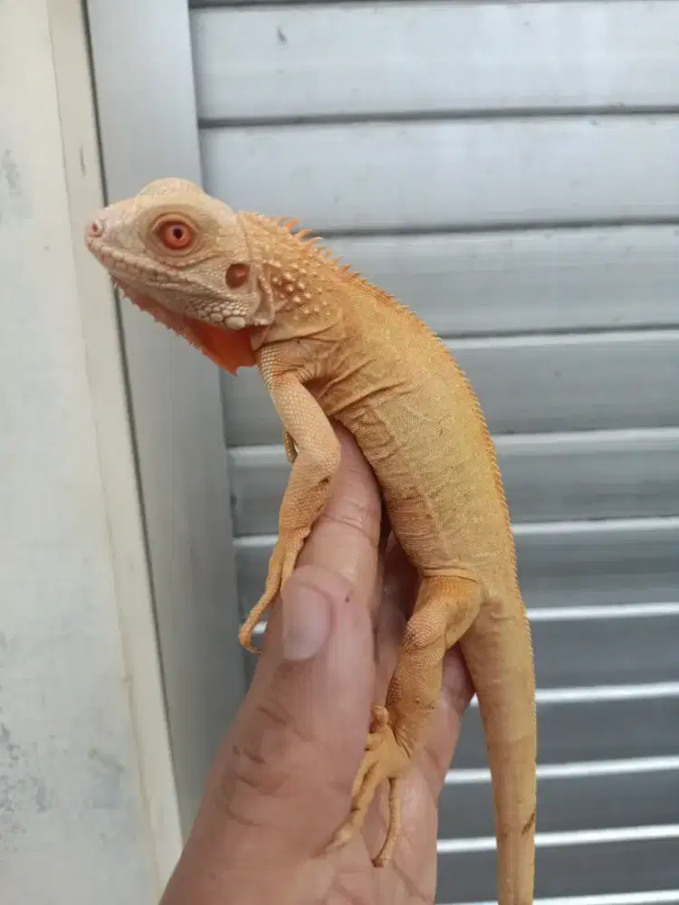 Iguana red albino