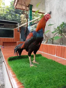 Ayam Bangkok Jantan