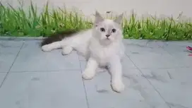 kucing Persia jantan lucuu