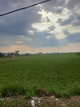 DIJUAL MURAH TANAH SAWAH BANDUNG!