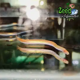 Ikan hias air tawar aquascape Kuhli Loach Albino (rare)