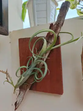 Tillandsia / Tanaman udara