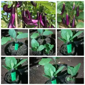 Bibit terong lalap dan sayur