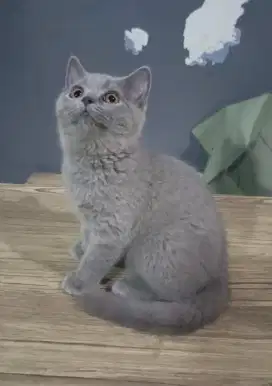 Kucing BSH British Shorthair Blue Solid Betina 4 bulan Ped / Non Ped