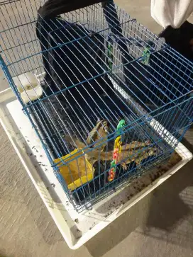 Sugar glider jantan