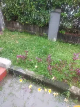 DICARI ART PP (PULANG-PERGI)