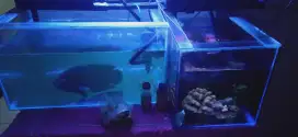 2 fullset aquarium