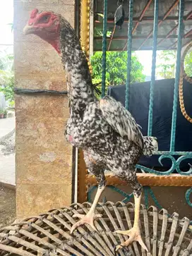 DIJUAL Indukan Ayam Shamo Jerman