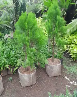 Pohon cemara kipas