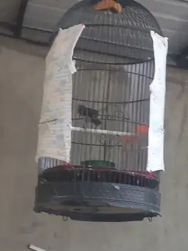 Burung trucukan mumer