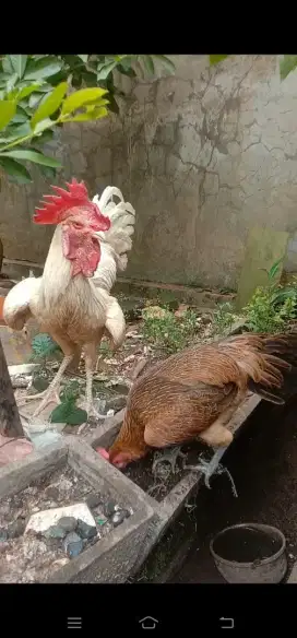 Ayam Pelung Putih