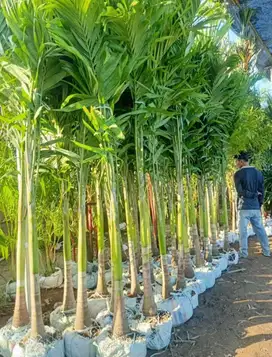 Pohon Palem Putri (COD)