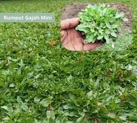 Cod  Rumput Gajah Mini Pecahan Permeter