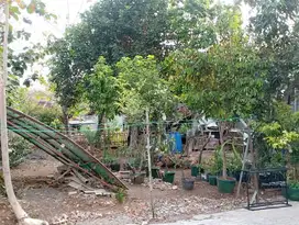 Tanah murah di kota Wonosari (jeruk sari) dekat dengan stadion